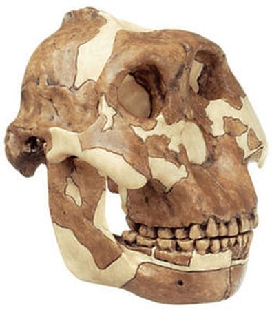 Ricostruzione del cranio di Paranthropus boisei