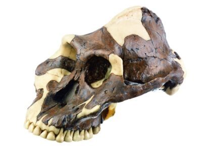 Ricostruzione di un cranio di Paranthropus aethiopicus