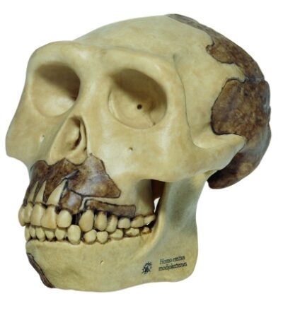 Ricostruzione del cranio dell’Homo erectus