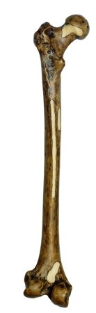 Ricostruzione del femore di Homo erectus (Trinil 3)