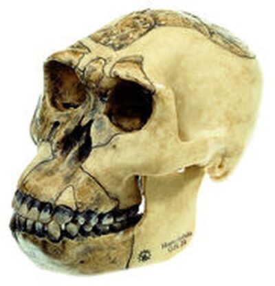 Ricostruzione del cranio dell’Homo habilis (O.H. 24)