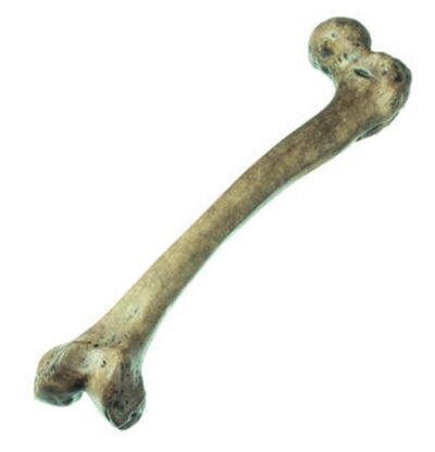Ricostruzione del femore di Homo neanderthalensis