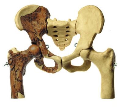Ricostruzione della pelvi dell’Australopithecus africanus