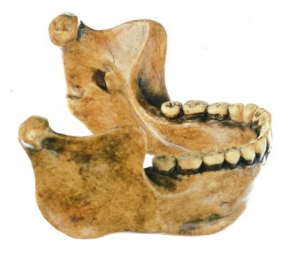 Mascella inferiore da Mauer vicino a Heidelberg, Homo heidelbergensis