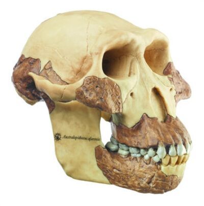 Ricostruzione dell’Australopithecus afarensis