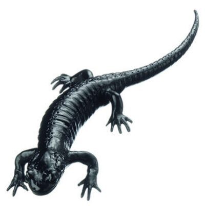 Salamandra alpina, femmina