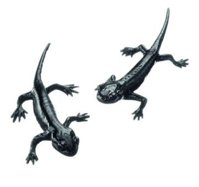 Salamandra alpina, 2 esemplari giovani