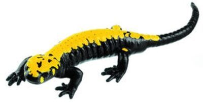 Salamandra pezzata striata, maschio