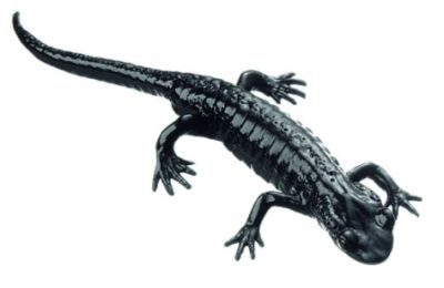 Salamandra alpina, maschio