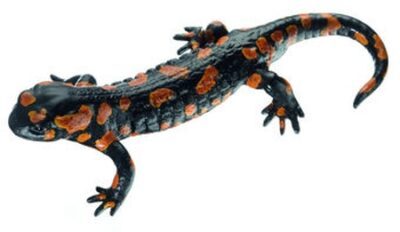Salamandra pezzata, varietà rossa, maschio