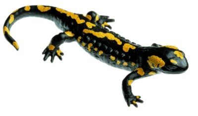 Salamandra pezzata maculata, maschio