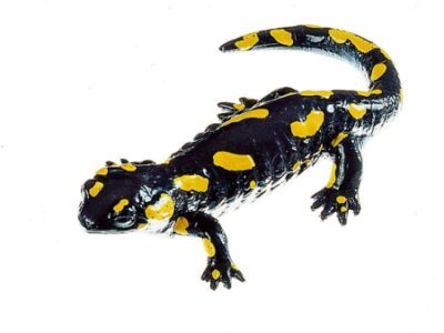 Salamandra pezzata maculata, femmina