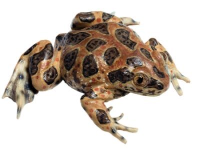Spadefoot comune