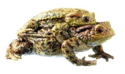 Rospo comune, Bufo bufo – coppia in amplexus