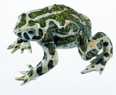 Rospo verde
