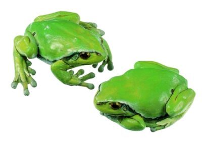 Raganella comune, femmina (2 modelli)