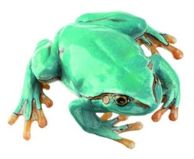 Raganella comune, raramente varietà azzurra, femmina
