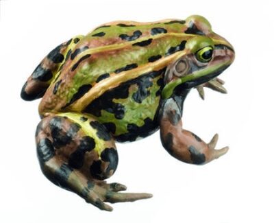 Rana della piscina