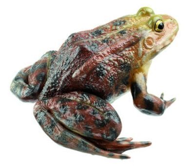 Rana di palude