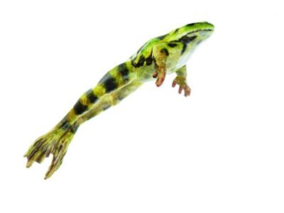 Rana commestibile che salta, maschio