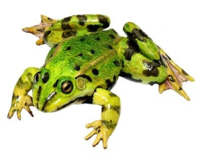 Rana commestibile, maschio