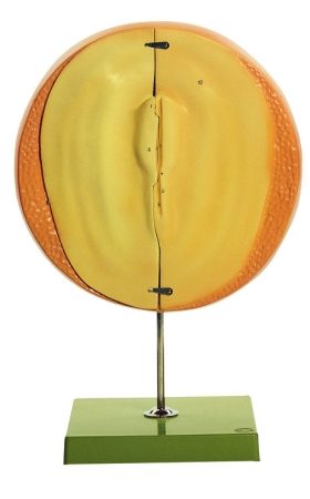 Disco germinale di un uovo fecondato ma non incubato