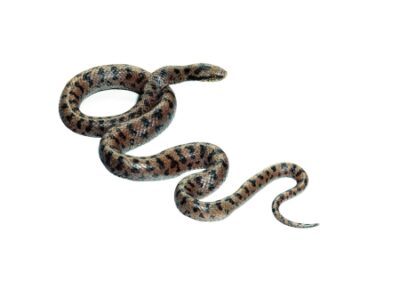 Serpente liscio, maschio