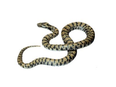 Aspide Vipera