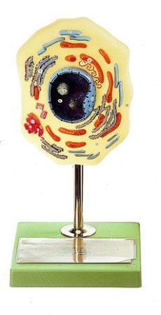 Cellula animale, ingrandita 10.000 volte