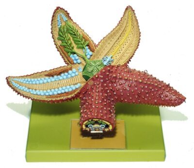 Stella-Pesce