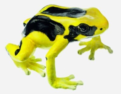 Dendrobates Tinctorius, femmina