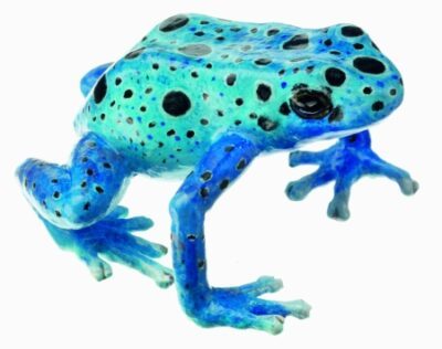 Dendrobates Tinctorius “Azureus”