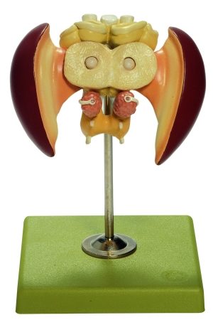 Modello del cervello di un’ape mellifera