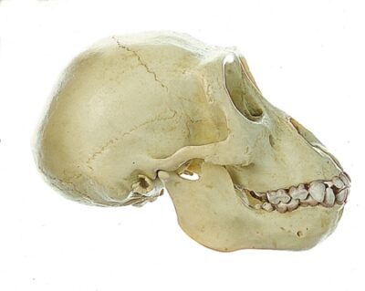 Cranio del giovane gorilla