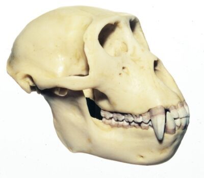 Cranio della scimmia Rhesus