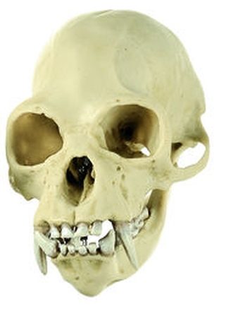 Teschio di gibbone