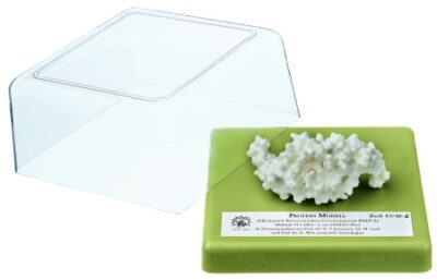 Modello proteico (proteina morfogenetica dell’osso umano BMP-2)