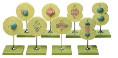 Divisione cellulare, 8 modelli in diverse fasi