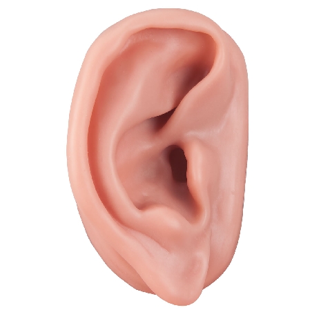 Acupuncture Ear, right
