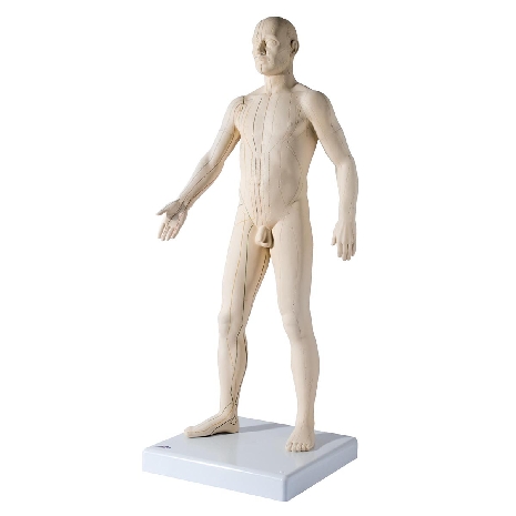 Acupuncture Model, male