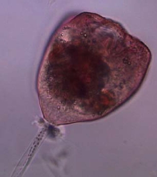 Staining of living organisms