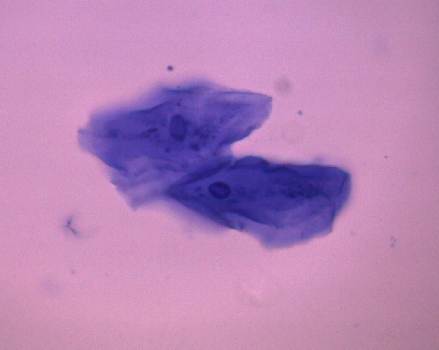The cellular membrane of animal cells