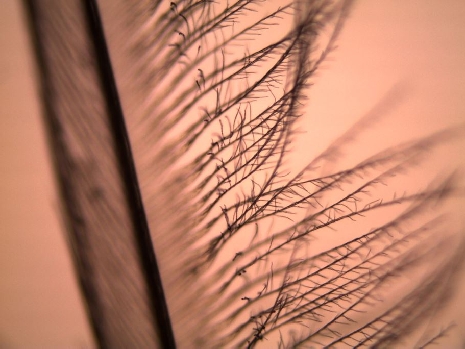 Wing feathers of birds