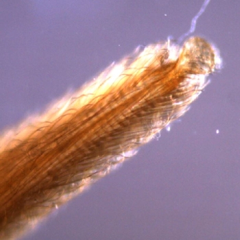 The mouth parts of insects