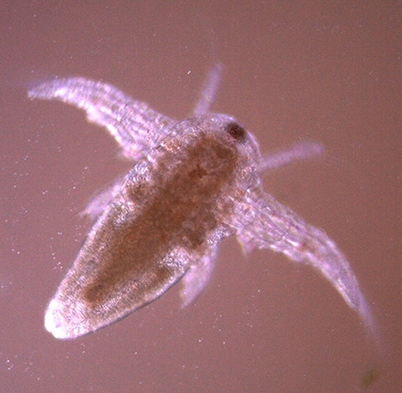 Brine shrimp (Artemia salina)