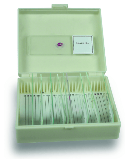 PHYWE Microvetrini preparati in scatola di conservazione, 10 vetrini