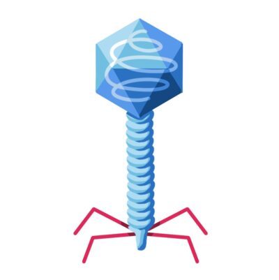 Elettroforesi del DNA Lambda con la camera elettroforetica blueGel™
