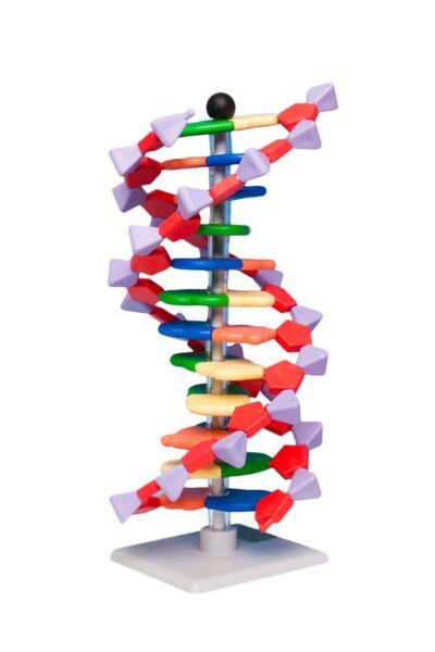 Modello di DNA con 12 paia di basi