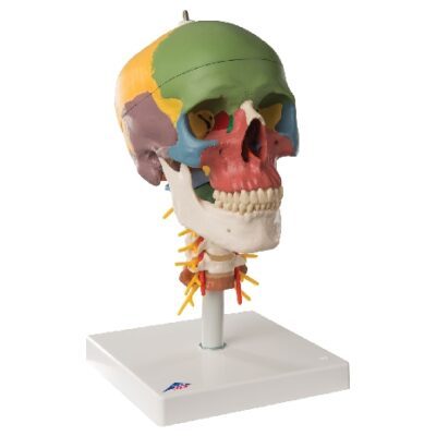 Modello didattico di cranio umano su colonna cervicale, in 4 parti