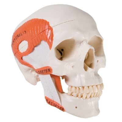 Modello di cranio umano dell'ATM, dimostra le funzioni dei muscoli masticatori, in 2 parti
